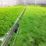 Kako posaditi kopar i peršun na selu